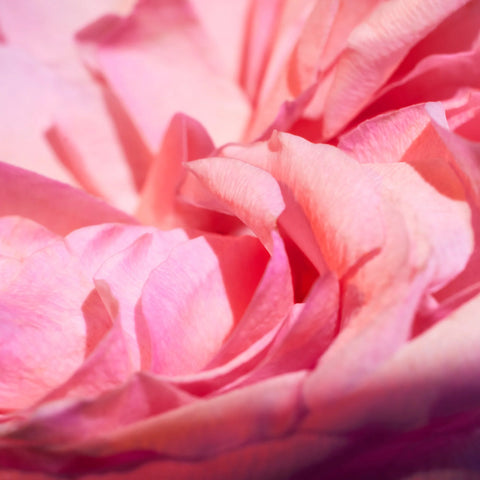 Oudgasm Rose Oud | 16 Bakhoor